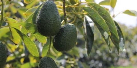 Kako ubrzati sazrijevanje avokada kod kuće